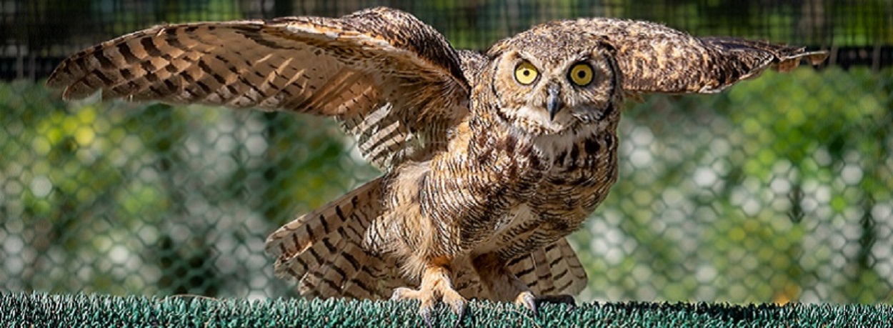 perched owl with outstretched wings